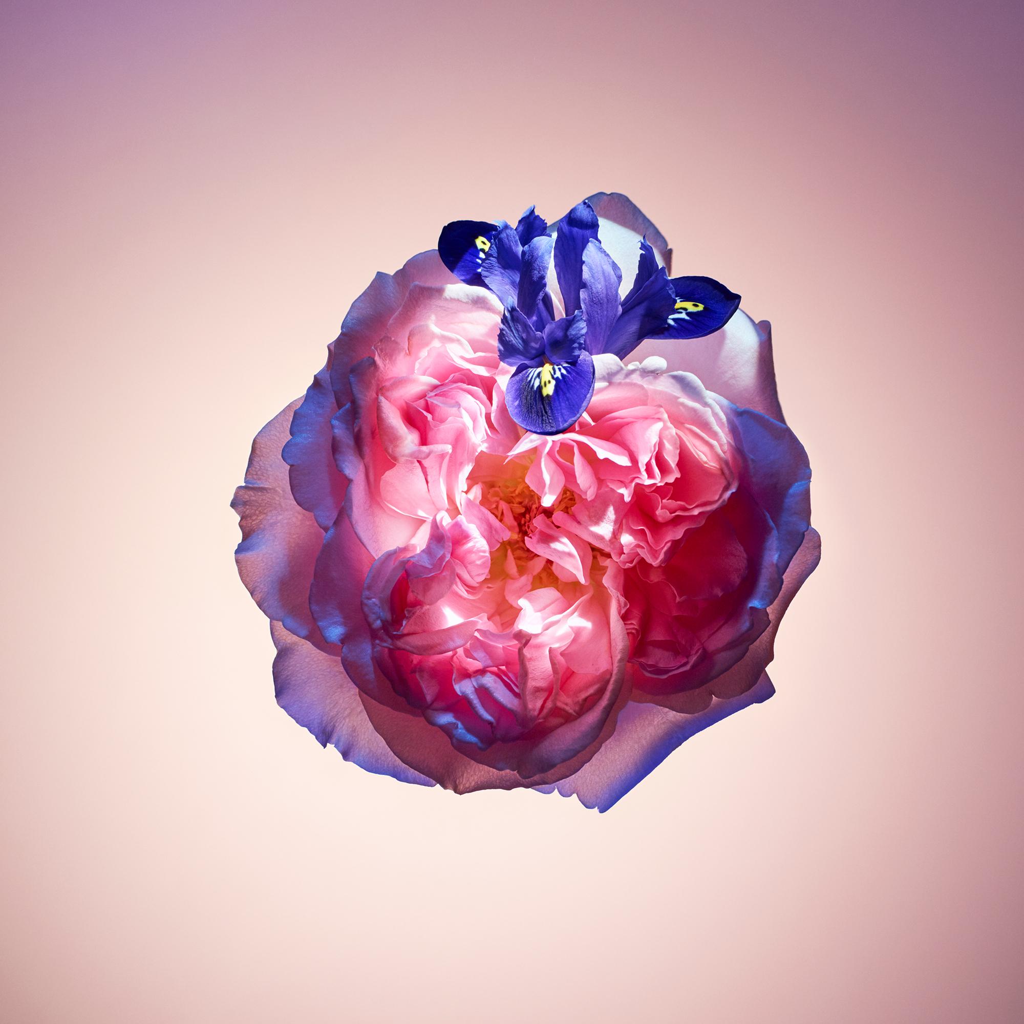 Rose des Vents - Collections | LOUIS VUITTON